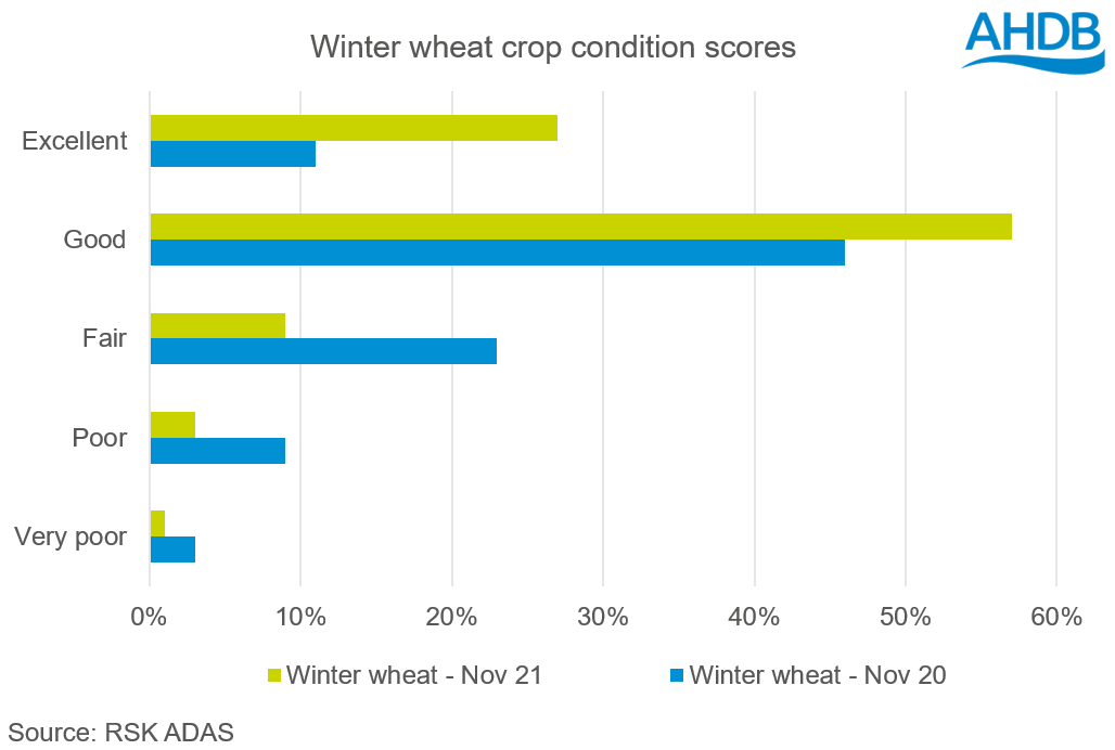Winter wheat crop condition results as of November 2021
